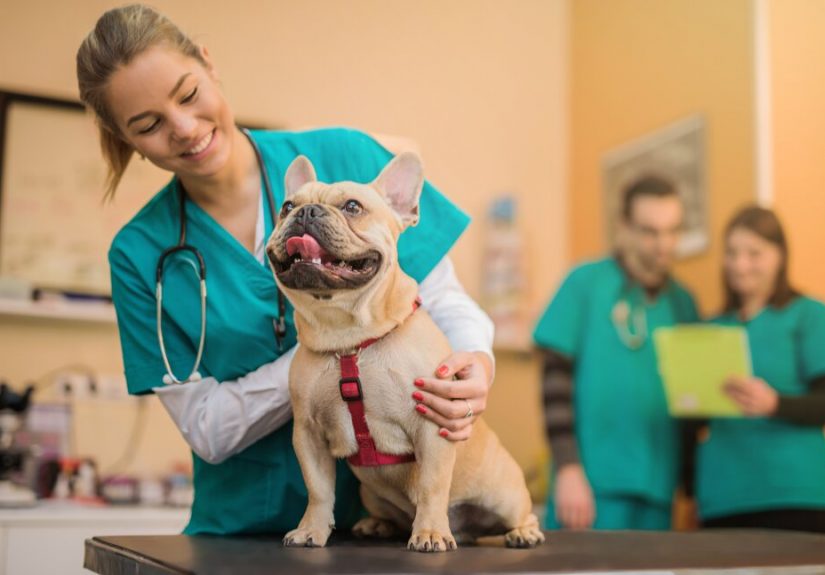 Uncovering the Role of Animal Doctors